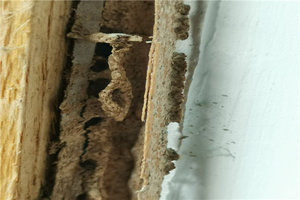 樟木头白蚁公司-有间活动中心闲置5年遭白蚁侵蚀档案被毁