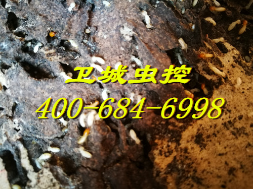 大亚灭除白蚁公司|惠州大亚湾白蚁防治|大亚湾治白蚁